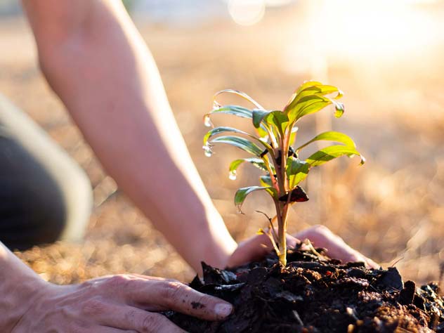 View carbon neutral shipments in myKN