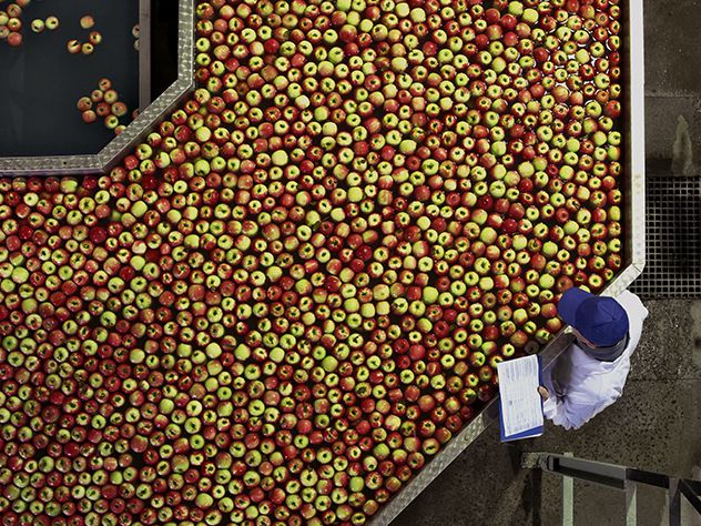 Apple transport: Cold freight shipping